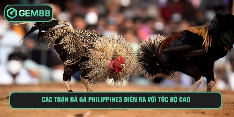 Đá Gà Philippines Là Gì Và Kinh Nghiệm Cá Cược Từ A-Z Các trận đá gà Philippines diễn ra với tốc độ cao