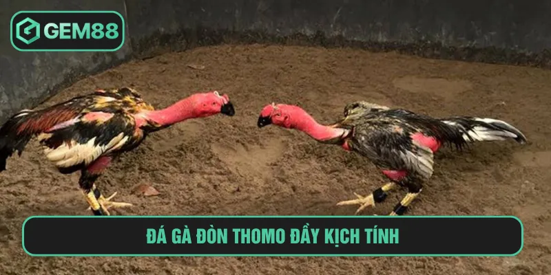 Đá Gà Đòn Thomo: Hội Tụ Các Cuộc So Tài Đỉnh Cao Tại Gem88 Đá gà đòn Thomo phổ biến với quy mô chuyên nghiệp