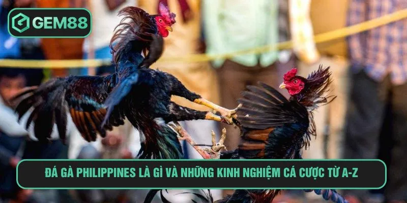 Đá Gà Philippines Là Gì Và Kinh Nghiệm Cá Cược Từ A-Z Đá Gà Philippines