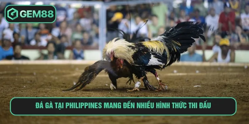 Đá Gà Philippines Là Gì Và Kinh Nghiệm Cá Cược Từ A-Z Đá gà tại Philippines mang đến nhiều hình thức thi đấu